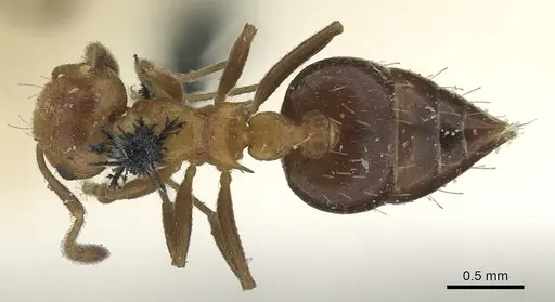 Crematogaster corticicola - CASENT0902148