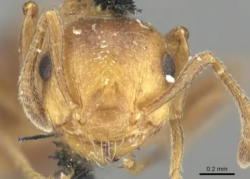 Crematogaster corticicola - CASENT0902148