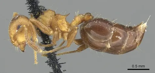 Crematogaster corticicola - CASENT0902148