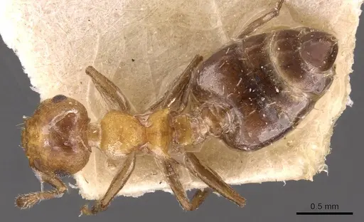Crematogaster corticicola - CASENT0908415