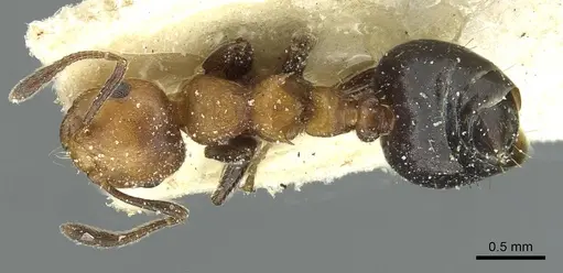 Crematogaster corticicola - CASENT0912740