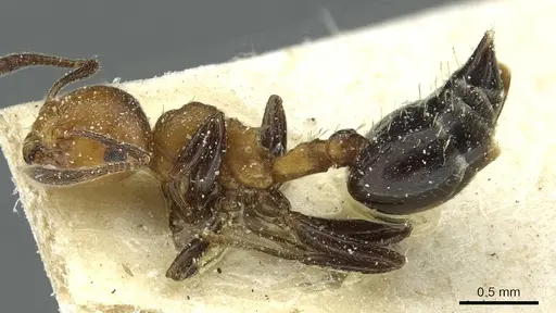 Crematogaster corticicola - CASENT0912740