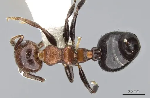 Crematogaster corticicola - CASENT0914556