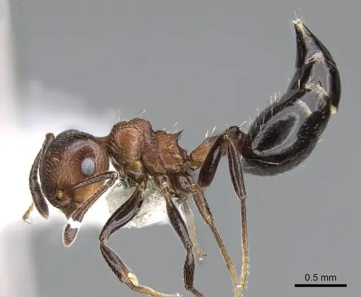 Crematogaster corticicola - CASENT0914556