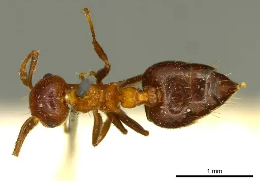 Crematogaster corticicola - CASENT0919697