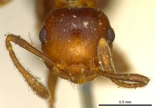 Crematogaster corticicola - CASENT0919697