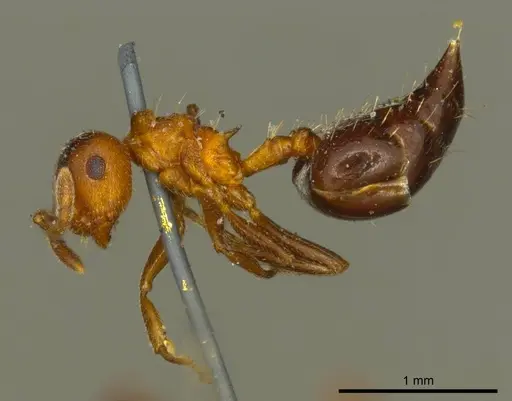 Crematogaster corticicola - CASENT0919697