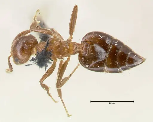 Crematogaster corticicola - FOCOL1620