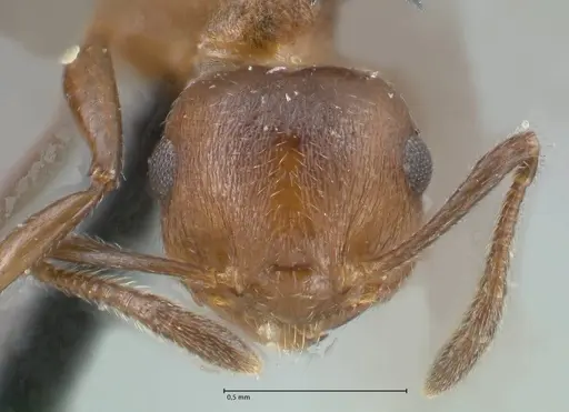 Crematogaster corticicola - FOCOL1620