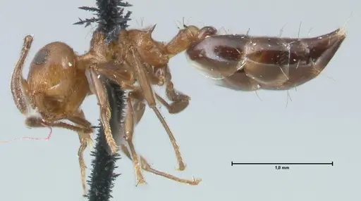 Crematogaster corticicola - FOCOL1620