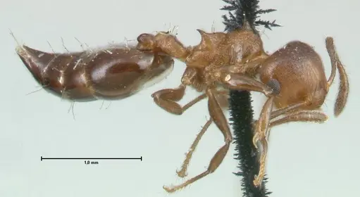 Crematogaster corticicola - FOCOL1620