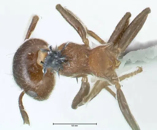 Crematogaster corticicola - FOCOL1621