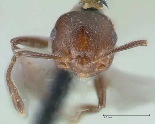 Crematogaster corticicola - FOCOL1621