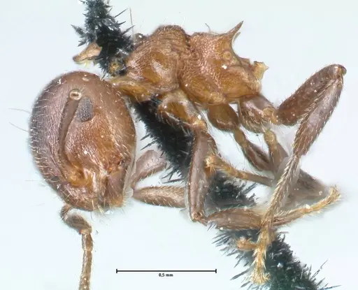 Crematogaster corticicola - FOCOL1621