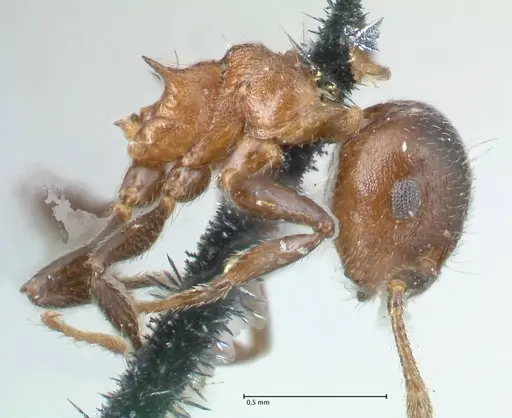 Crematogaster corticicola - FOCOL1621