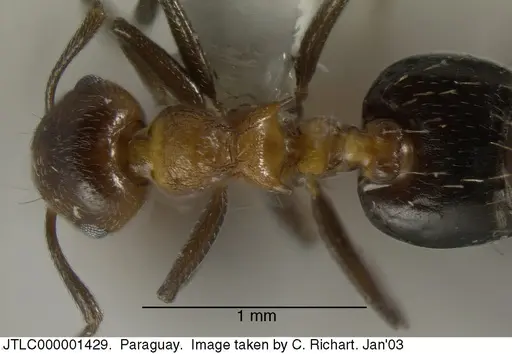 Crematogaster corticicola - JTLC000001429