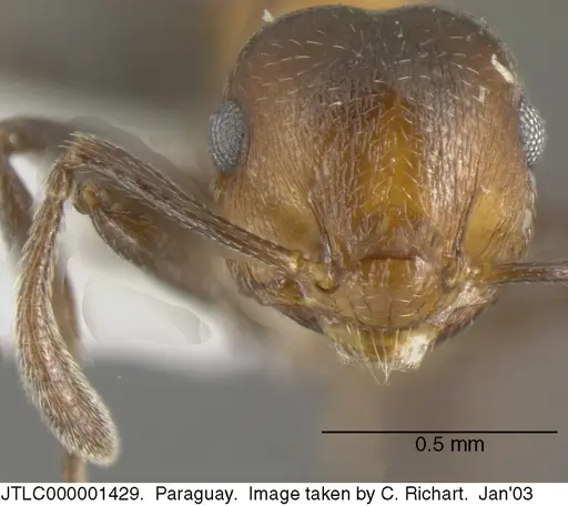 Crematogaster corticicola - JTLC000001429