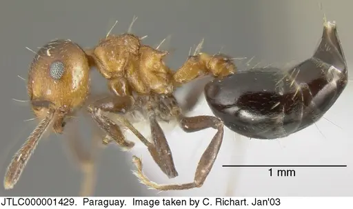 Crematogaster corticicola - JTLC000001429