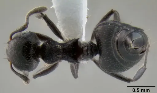 Crematogaster corvina specimen