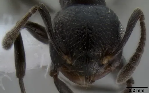 Crematogaster corvina specimen
