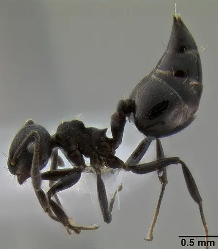 Crematogaster corvina specimen