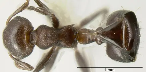 Crematogaster corvina - CASENT0625393