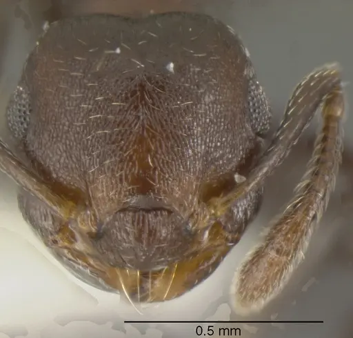 Crematogaster corvina - CASENT0625393