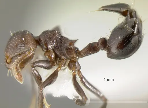 Crematogaster corvina - CASENT0625393