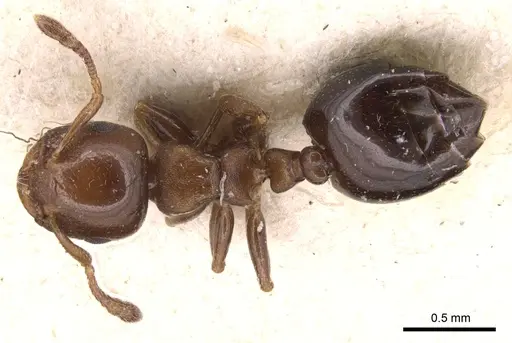 Crematogaster crassicornis specimen