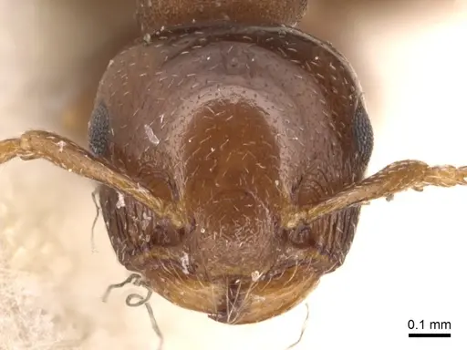 Crematogaster crassicornis specimen