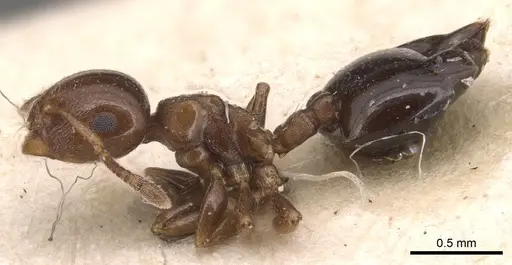 Crematogaster crassicornis specimen