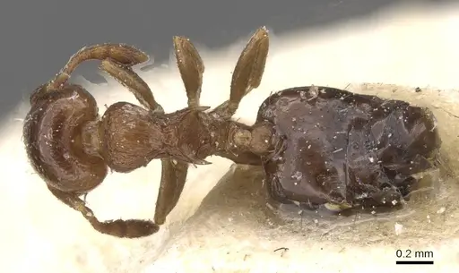 Crematogaster cristata specimen