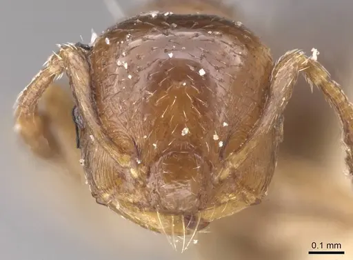 Crematogaster cristata specimen