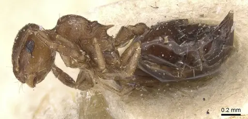 Crematogaster cristata specimen