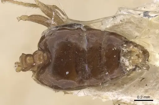 Crematogaster cristata - CASENT0912764