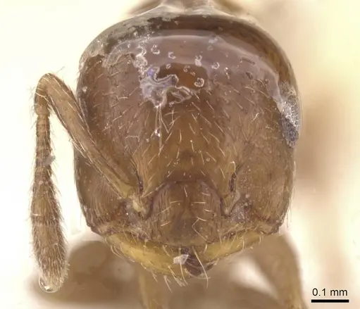 Crematogaster cristata - CASENT0912764