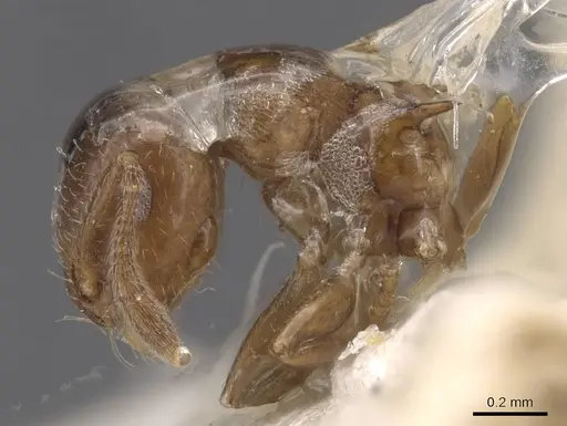 Crematogaster cristata - CASENT0912764