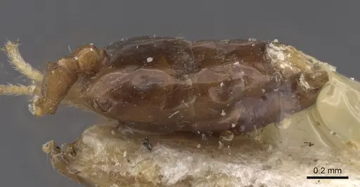 Crematogaster cristata - CASENT0912764