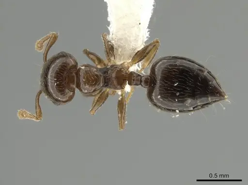 Crematogaster crucis specimen
