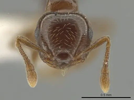 Crematogaster crucis specimen