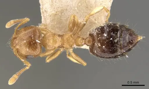 Crematogaster crucis - CASENT0908397