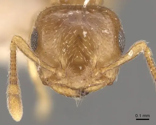 Crematogaster crucis - CASENT0908397