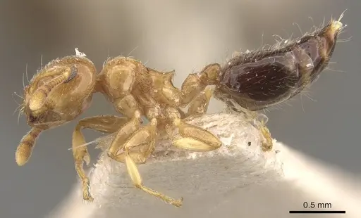 Crematogaster crucis - CASENT0908397