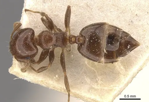 Crematogaster crucis - CASENT0908398