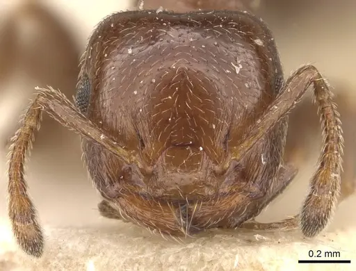 Crematogaster crucis - CASENT0908398