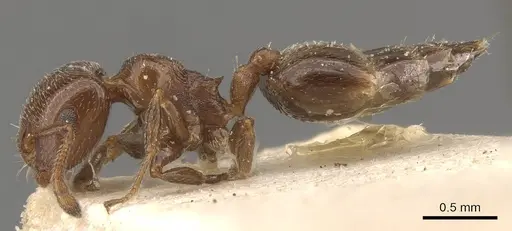 Crematogaster crucis - CASENT0908398