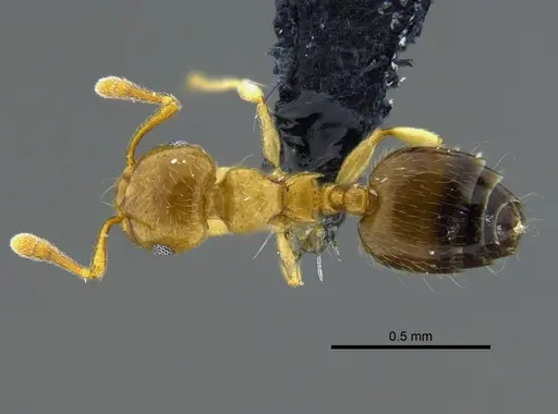 Crematogaster crucis - CBUMAGENT41933