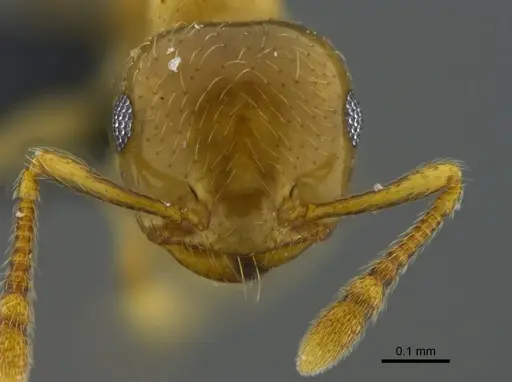 Crematogaster crucis - CBUMAGENT41933