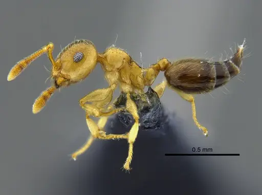 Crematogaster crucis - CBUMAGENT41933