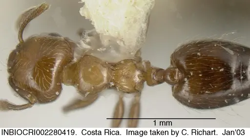 Crematogaster crucis - INBIOCRI002280419